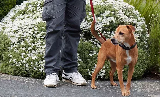 Search dog advice
